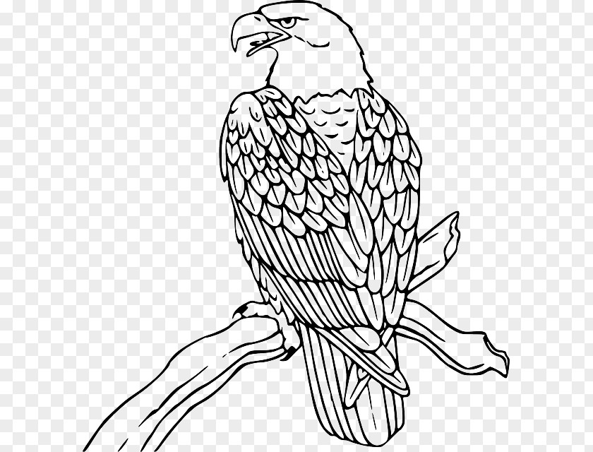 Outline Of Eagle Bald Philippine Clip Art PNG