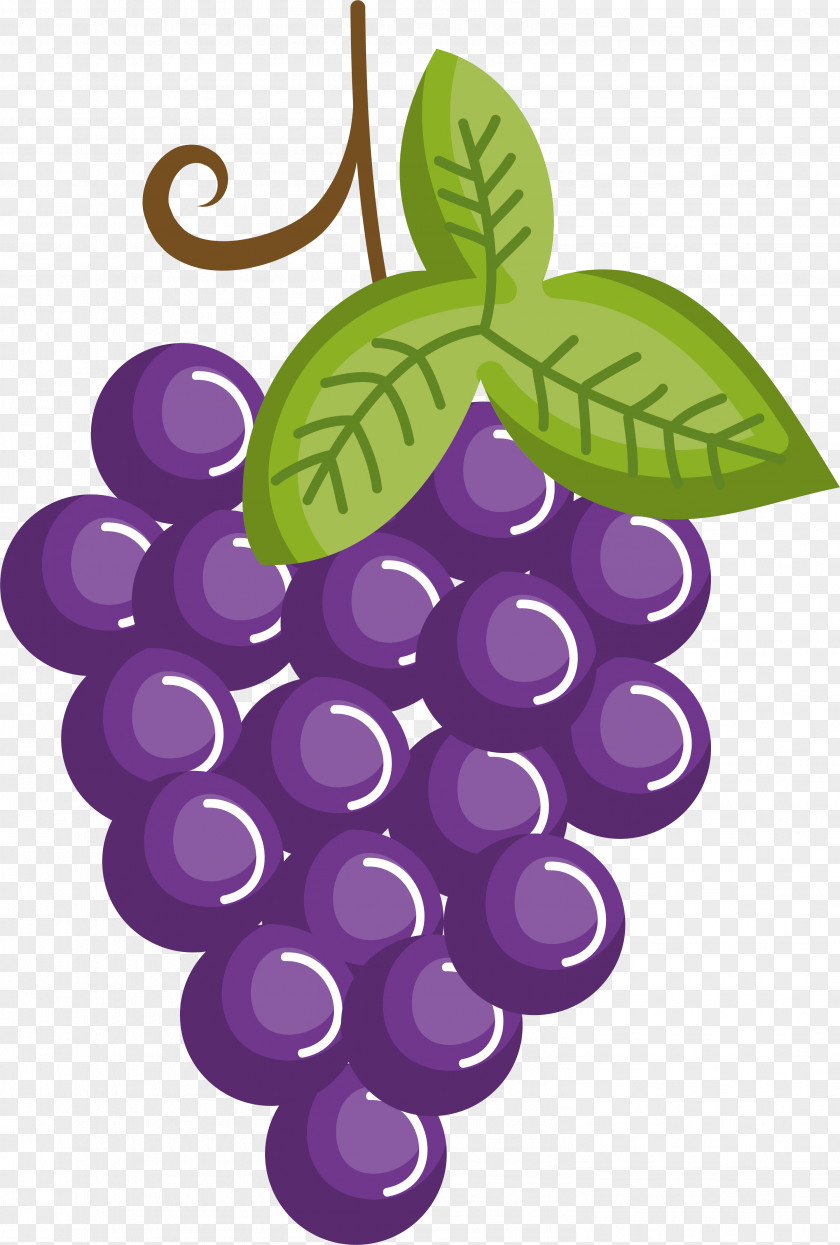 Purple Cartoon Grapes Grape Drawing Fruit PNG