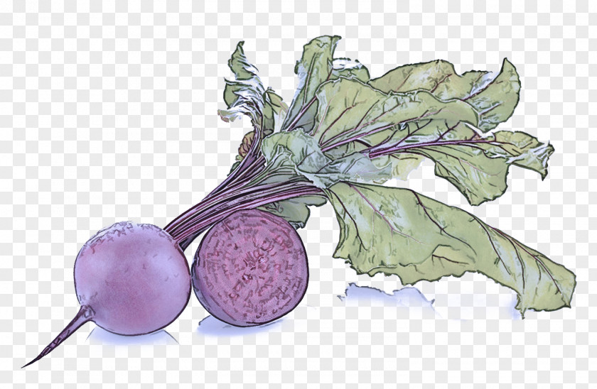 Beetroot Solanum Turnip Vegetable Rutabaga Plant Leaf PNG