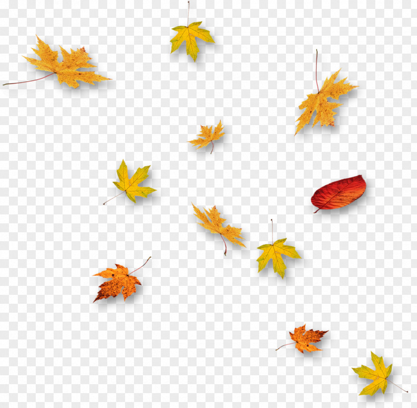 Collection Leaves Leaf PNG