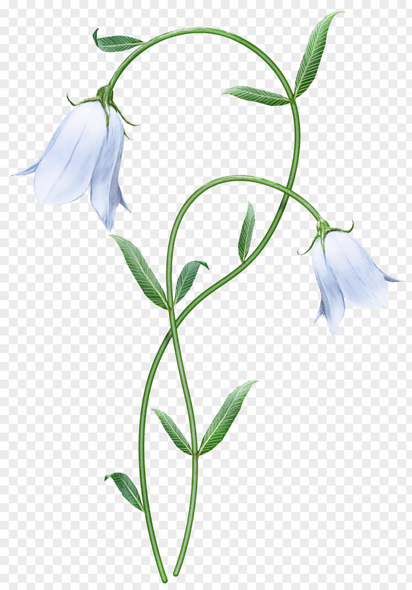 Flower Plant Pedicel Snowdrop Bellflower PNG