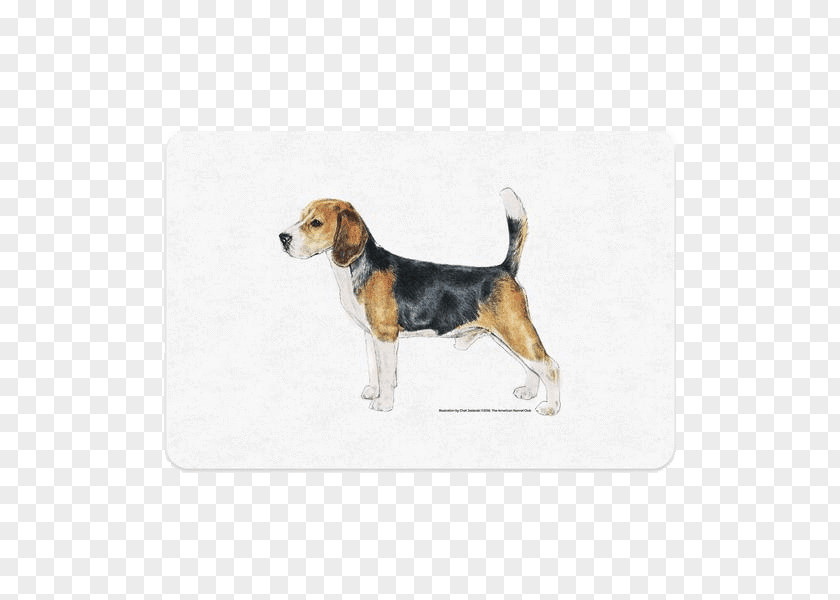 Puppy Beagle-Harrier English Foxhound American PNG