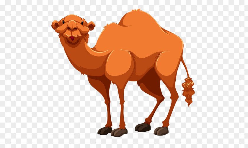 Cartoon Camel Bactrian Dromedary Clip Art PNG