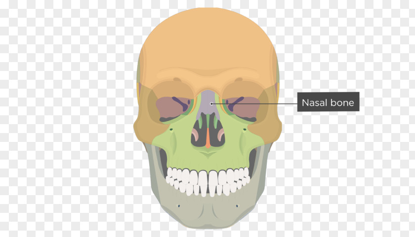 Ethmoid Bone Inferior View Frontal Process Of Maxilla Skull Zygomatic PNG