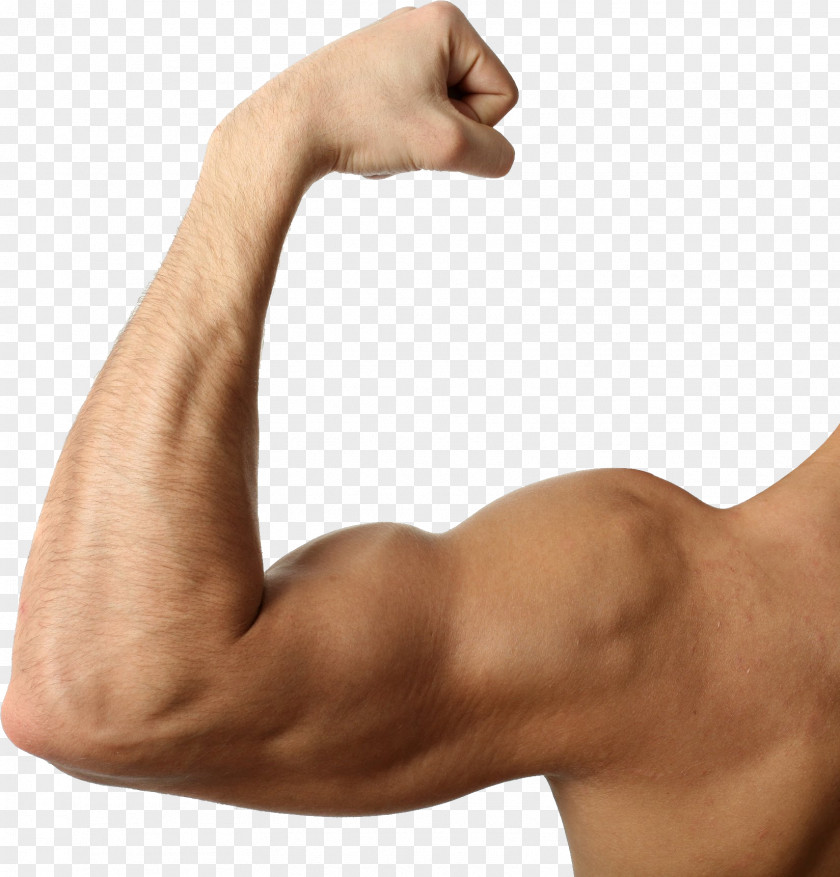 Hand Biceps Arm Triceps Brachii Muscle Brachialis PNG