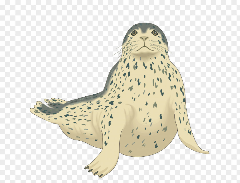 Harbor Seal Harp Pinniped Clip Art PNG