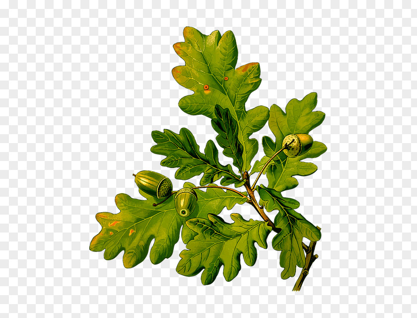 Leaf English Oak Clip Art Acorn PNG