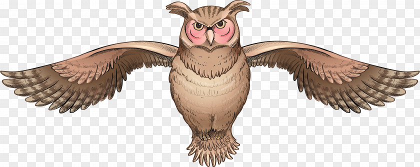 Owls Bird Of Prey Owl Clip Art PNG