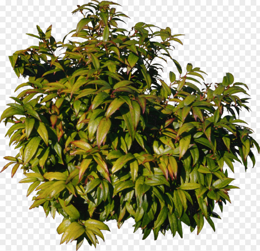 Tree Mangifera Indica Clip Art PNG