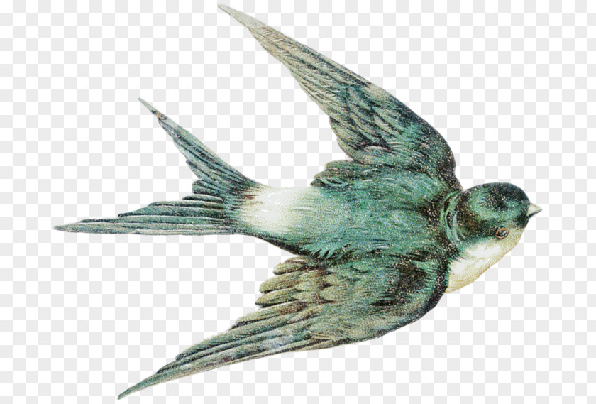 Vintage Birdcage Barn Swallow Bird Tattoo Clip Art PNG