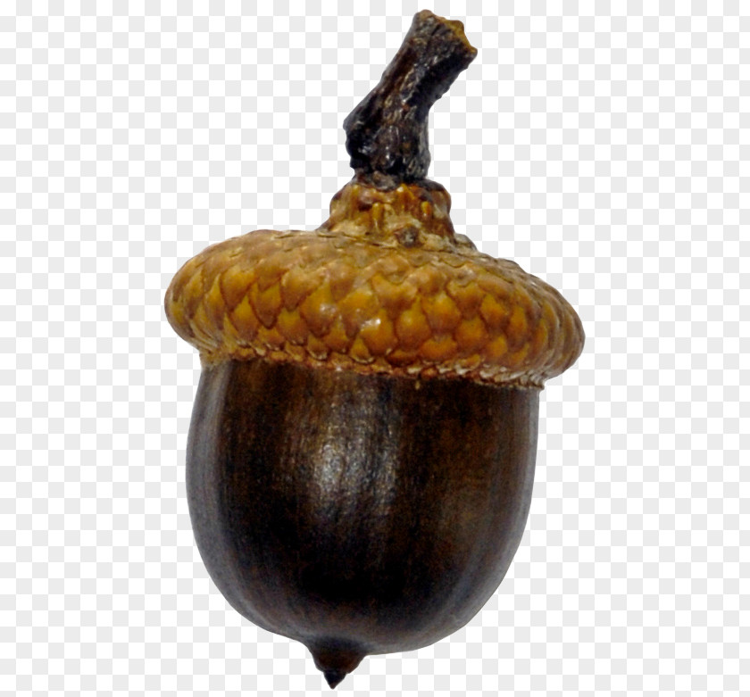 Acorn English Oak Swamp Spanish Sessile Quercus Wislizeni PNG