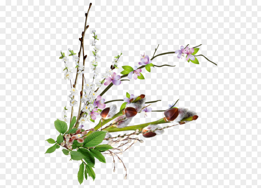 Flower Cut Flowers Centerblog 0 Plant Stem PNG