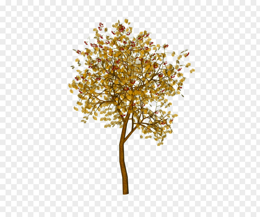 Maple PNG
