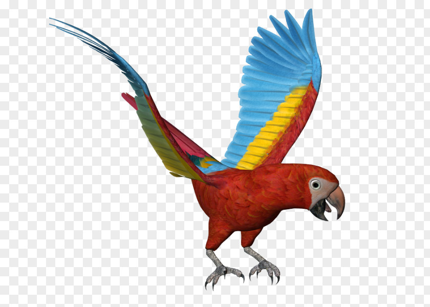 Owl Macaw Bird PNG