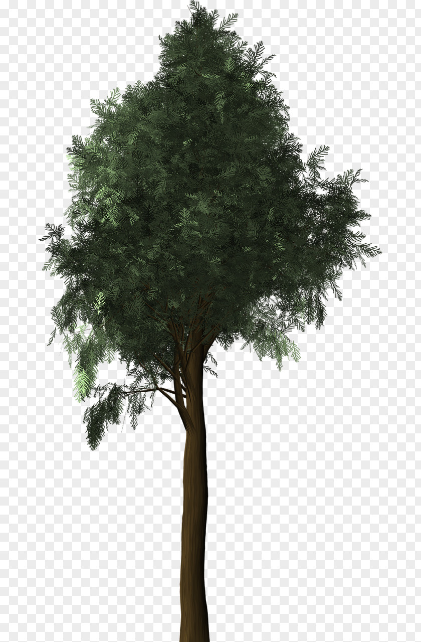 Tree Mediterranean Cypress Evergreen Plant PNG