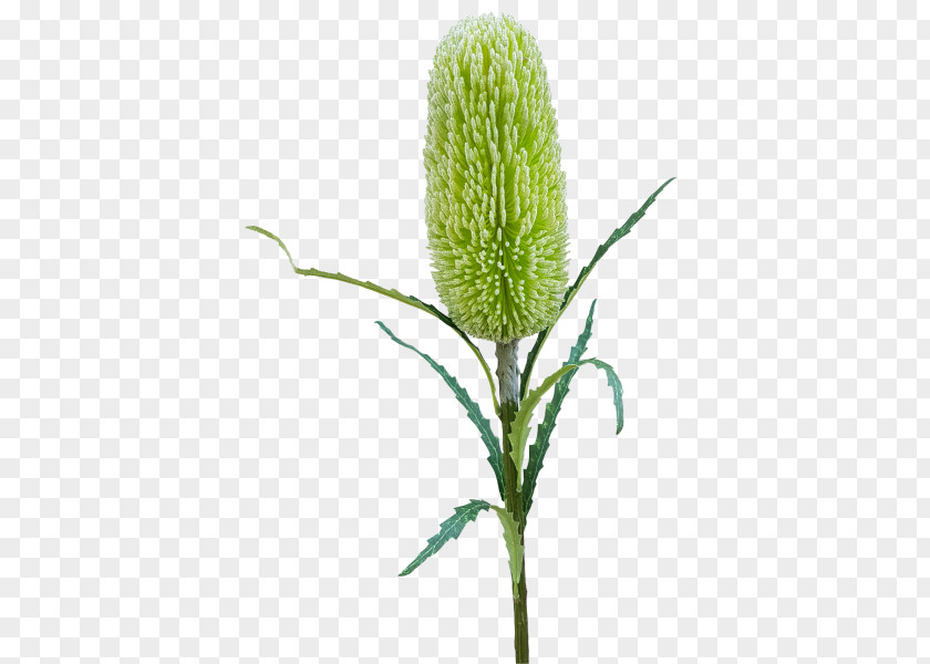 Artificial Flowers Mala Flower Banksia Bouquet Plant Stem PNG