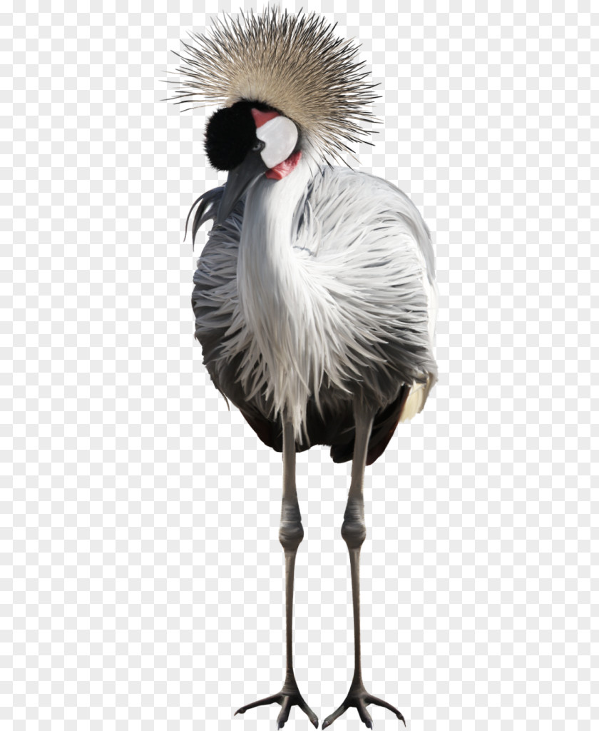 Bird Flamingos Clip Art PNG