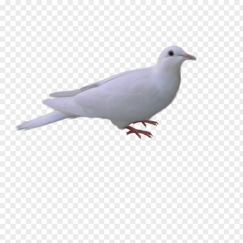 White Dove Stock Domestic Pigeon Fauna Beak Feather PNG
