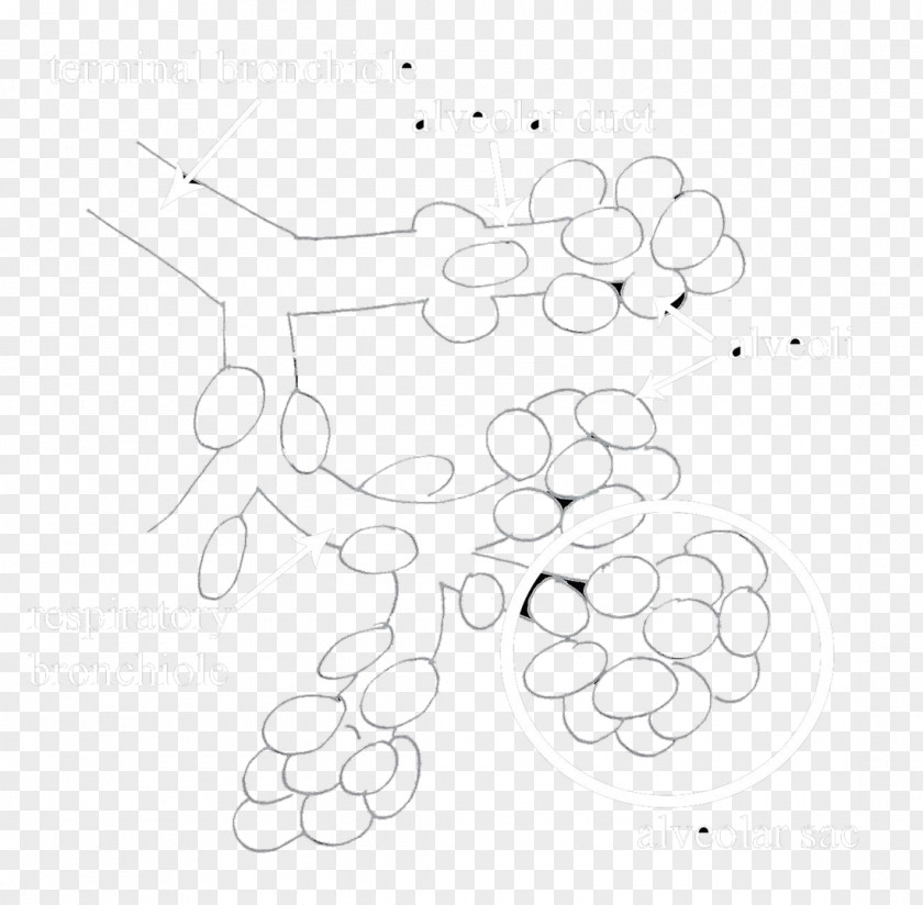 Alveoli Vector Clip Art Drawing Product /m/02csf Point PNG