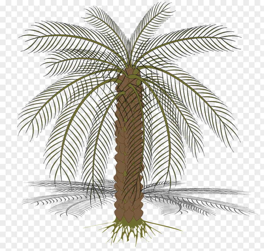Amazon Vector Arecaceae Date Palm Clip Art PNG