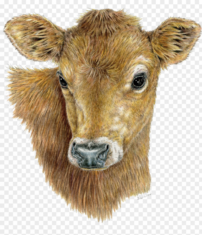 Calf Cattle Goat Pen Head PNG