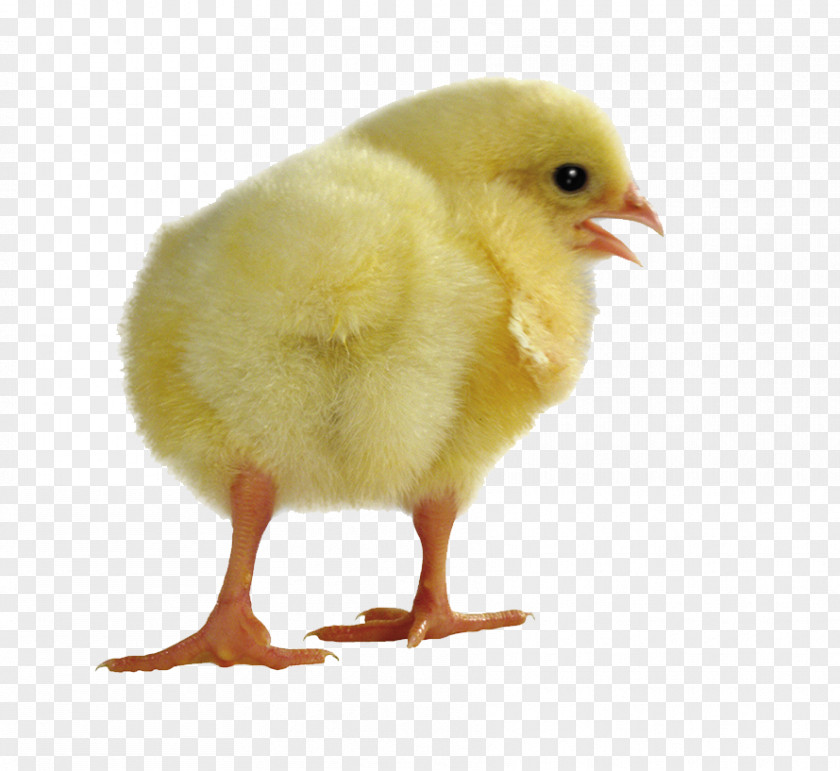 Chick Yellow-hair Chicken Computer File PNG
