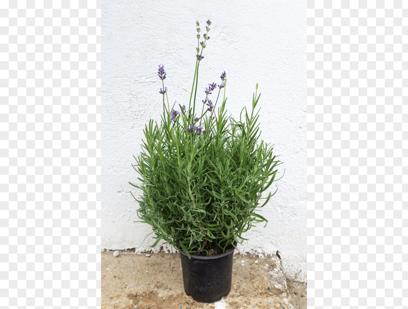 Dwarf English Lavender French Herb Violet PNG