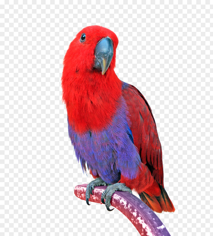 Parrot Bird Eclectus Keeping Parrots Cockatiel PNG