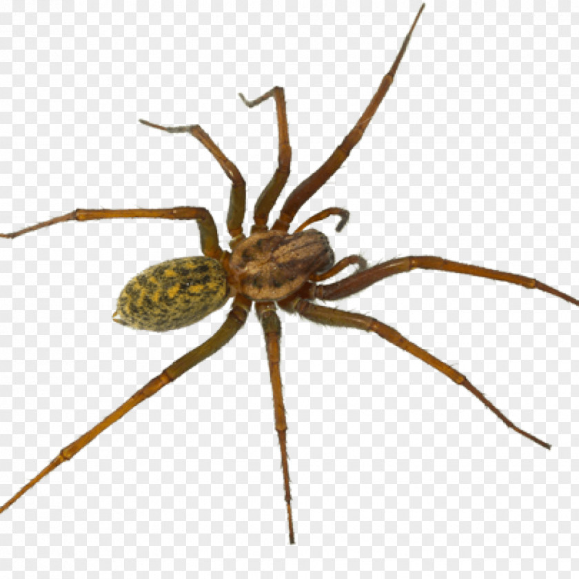 Pest Hobo Spider Control Tegenaria Domestica PNG