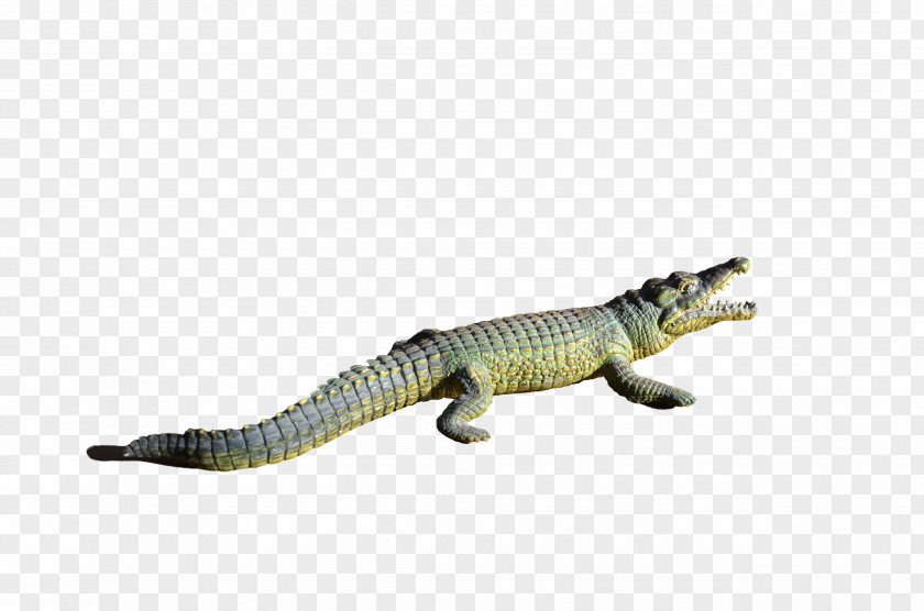 Alligator Transparent Crocodiles PNG