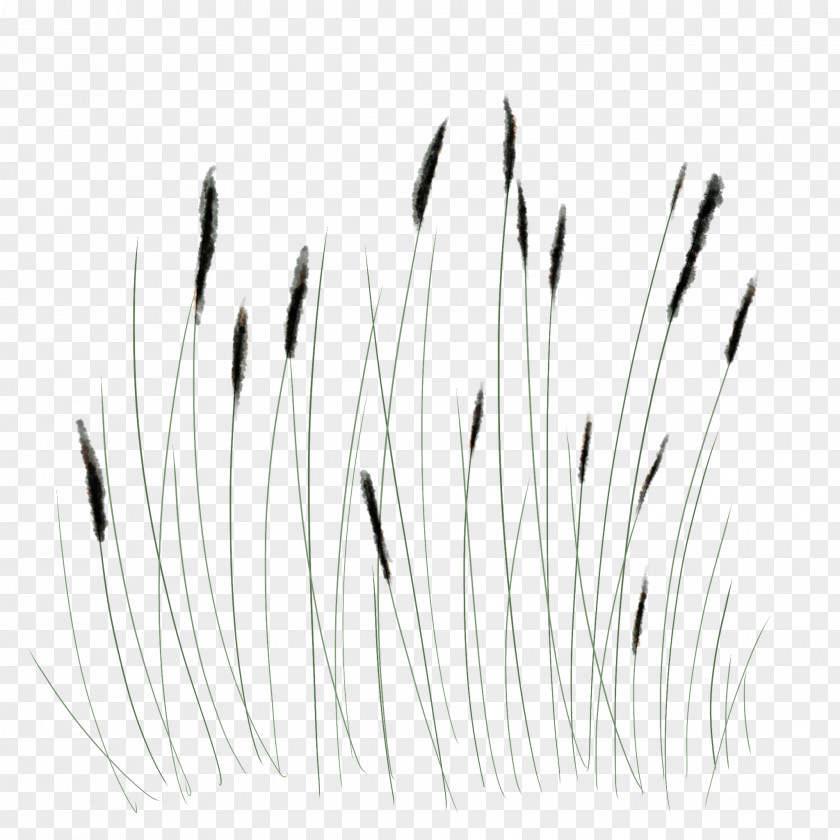 Monochrome Photography White Grasses PNG