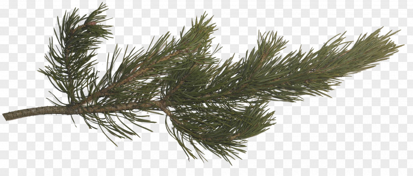 Pine Cone Fir Spruce Tree Branch PNG
