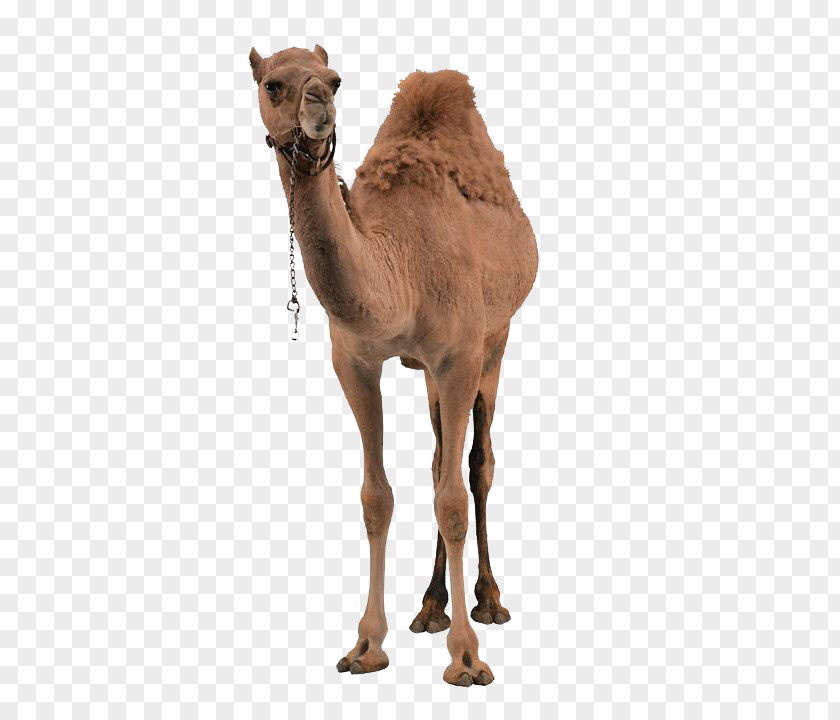 Thin Camel Dromedary Wild Bactrian Erg Chigaga PNG