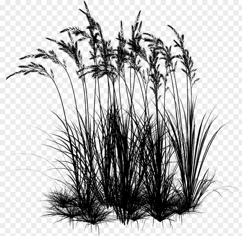 Twig Plant Stem Grasses Plants PNG