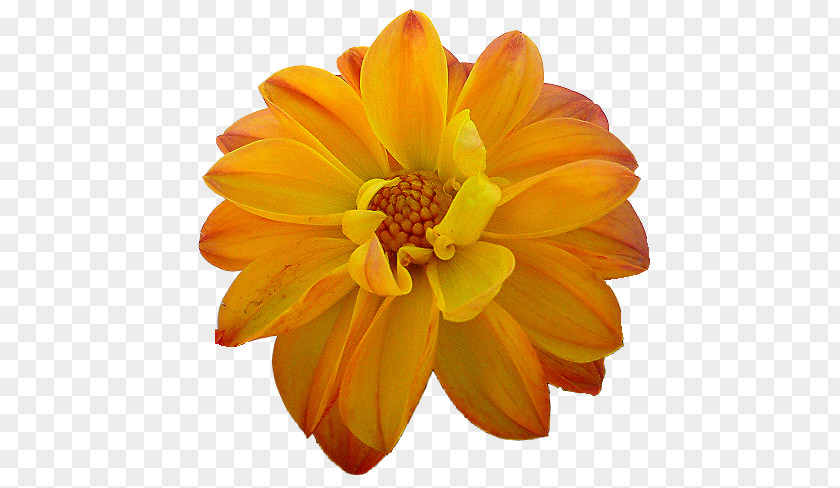 Orange Dahlia Flower Yellow PNG