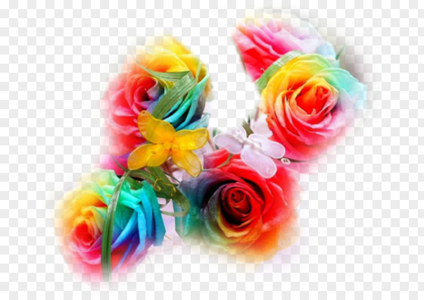 Rose Rainbow Garden Roses Cut Flowers PNG