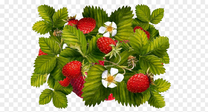 Strawberry Wild Auglis Clip Art PNG