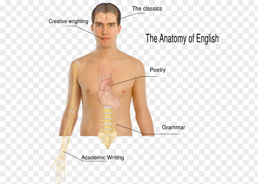 Arm Human Body Hip The Effects Of Alcohol Anatomy PNG