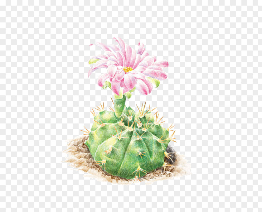 Cactus Flower Cactaceae Colored Pencil Illustration PNG