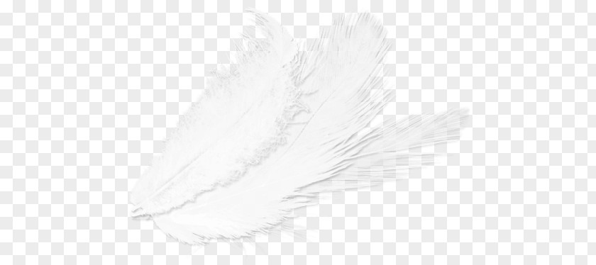 Feather White Drawing /m/02csf PNG