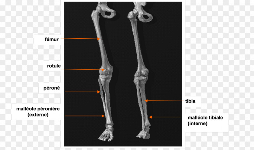 Thymus Elbow Calf Human Anatomy Tibia PNG