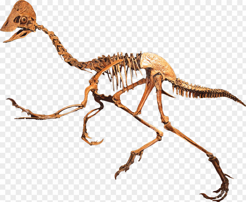 Bones Anzu Wyliei Rocky Mountain Dinosaur Resource Center Oviraptoridae Maniraptora PNG