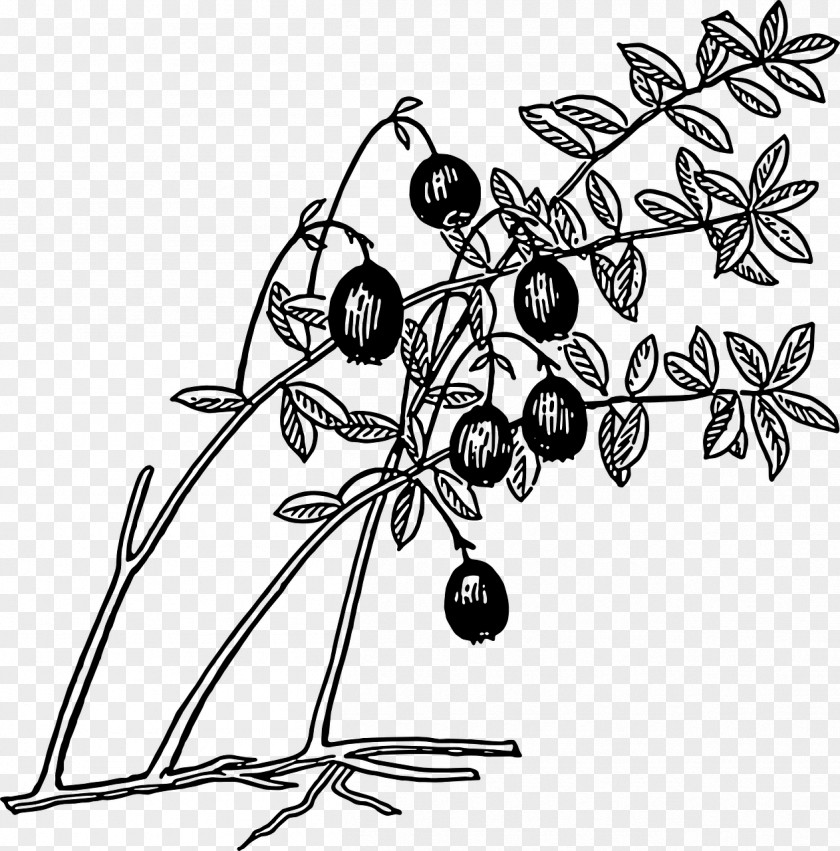 Botanical Drawing Cranberry Juice Coloring Book Clip Art PNG