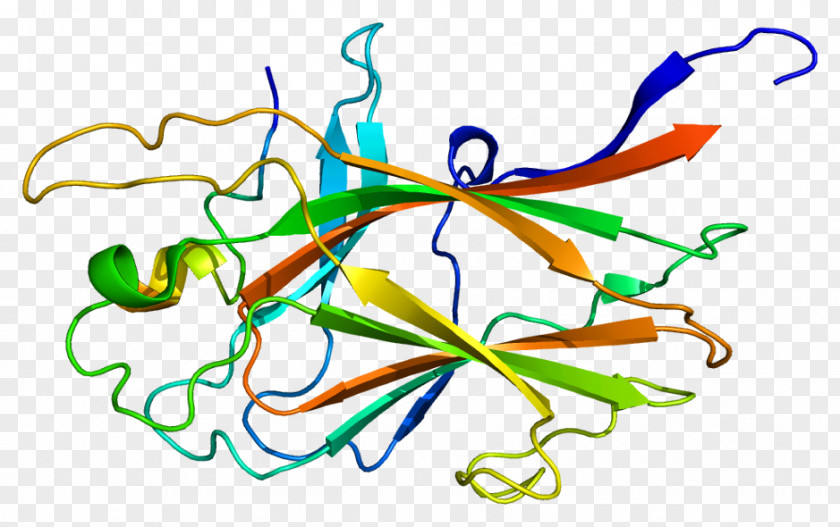 Ephrin Receptor EPH B4 Tyrosine Kinase PNG