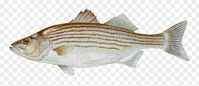 Fishing Striped Bass PNG