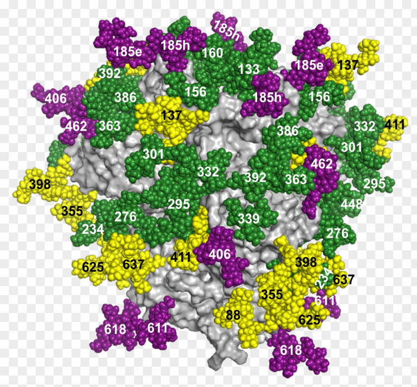 HIV/AIDS Glycan Virus HIV Vaccine Research PNG