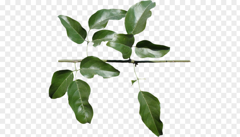 Leaf Leaflet Plant Stem Clip Art PNG