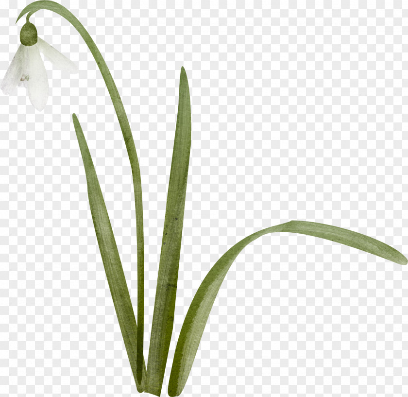 Lily Of The Valley Snowdrop Цветы Landishi Clip Art PNG
