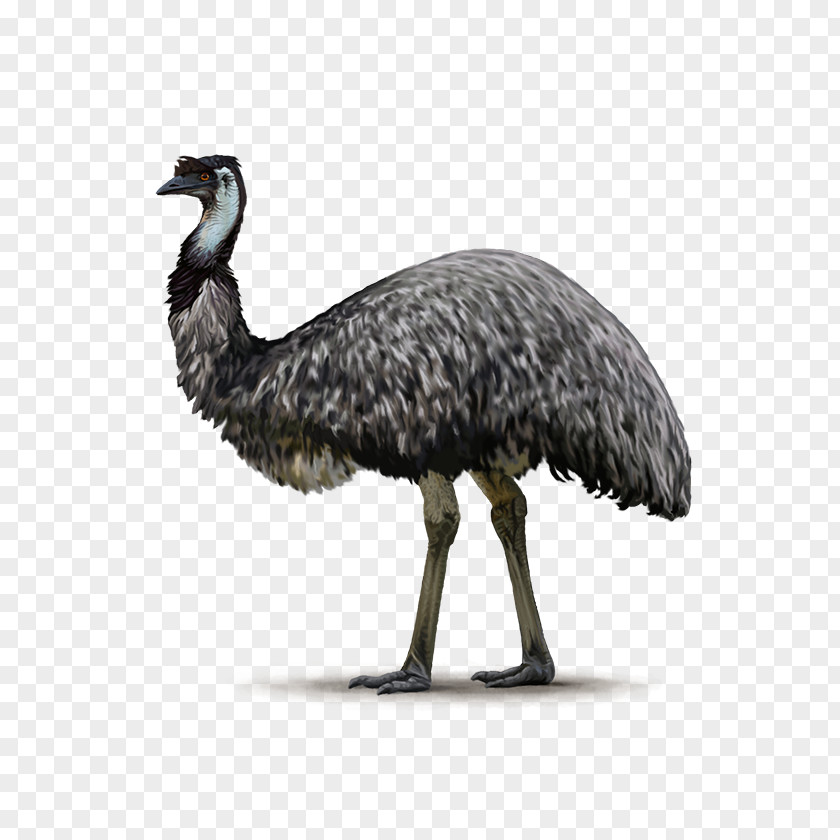 Ostrich Common Flightless Bird Emu Ratite PNG