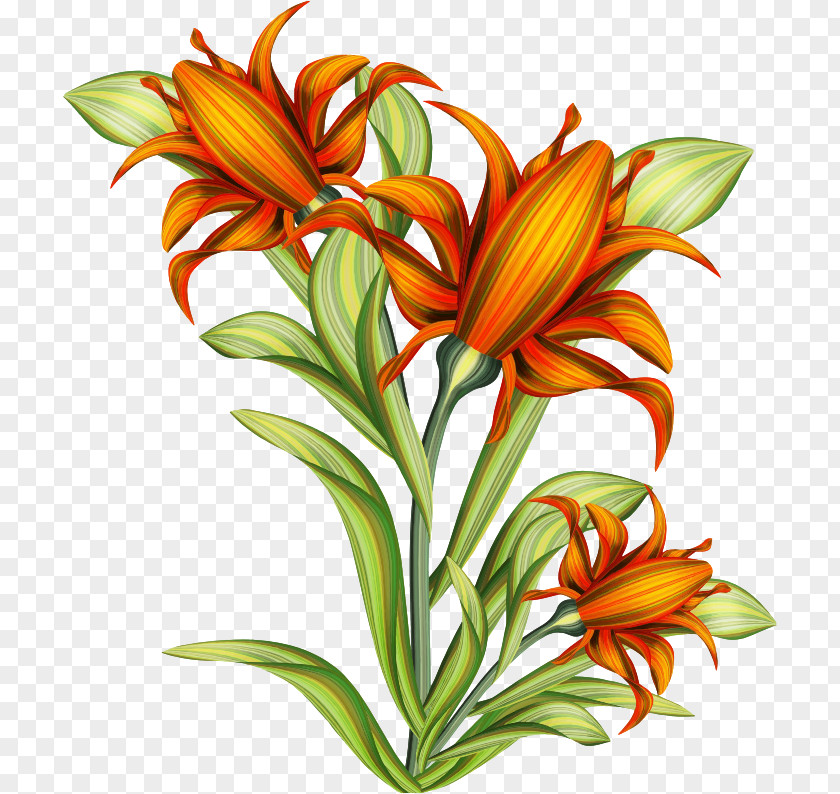 Plant Flowers Drawing Line Art Painting Clip PNG